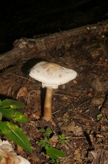 Macrolepiota konradii