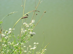 Carex flacca serrulata