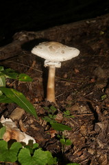 Macrolepiota konradii