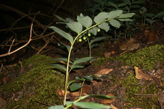 Polygonatum orientale