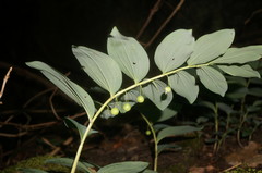 Polygonatum orientale