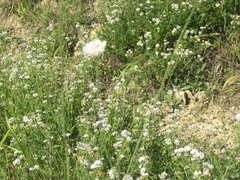 Scabiosa praemontana