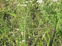Scabiosa praemontana