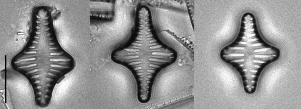 Staurosirella