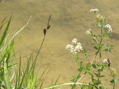 Carex flacca serrulata