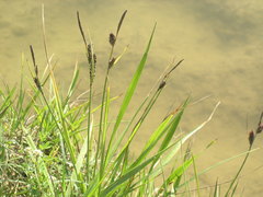 Carex flacca serrulata
