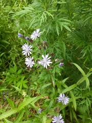 Lactuca sibirica
