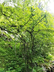 Cotoneaster dielsianus