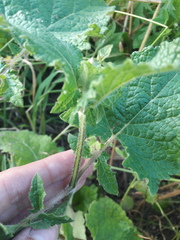 Salvia verticillata