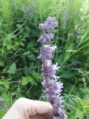 Salvia verticillata