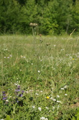 Centaurea scabiosa adpressa