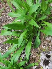 Knautia longifolia