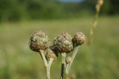 Centaurea scabiosa adpressa