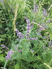 Salvia verticillata