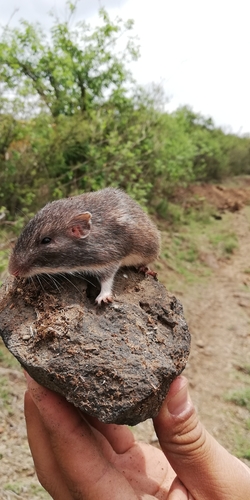 Mexican Spiny Pocket Mouse (Heteromys irroratus)