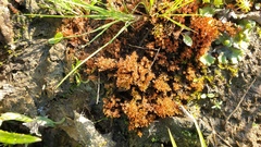 Ptychostomum pallens