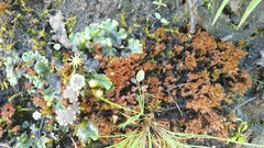 Ptychostomum pallens