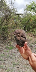 Heteromys irroratus