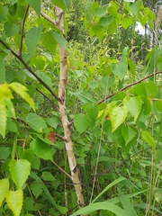 Betula platyphylla