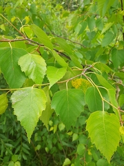 Betula platyphylla