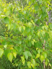 Betula platyphylla