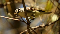 Vireo cassinii