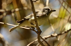 Vireo cassinii