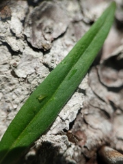 Epilobium leptophyllum