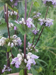 Phlomoides tuberosa