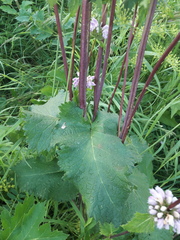 Phlomoides tuberosa
