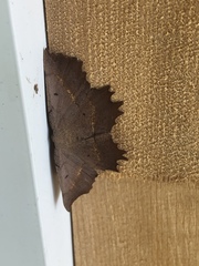 Euchlaena johnsonaria