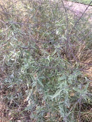 Sisymbrium officinale