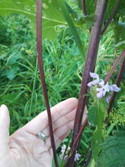 Phlomoides tuberosa