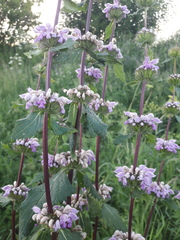 Phlomoides tuberosa