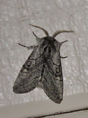 Pseudopanthea palata
