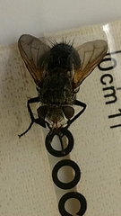 Tachinidae