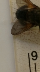 Tachinidae