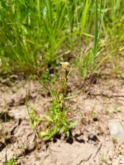 Veronica serpyllifolia serpyllifolia