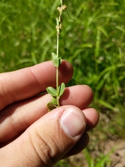 Veronica serpyllifolia serpyllifolia