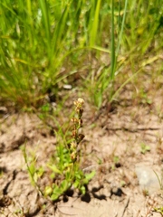 Veronica serpyllifolia serpyllifolia