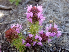 Thymus villosus