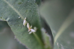 Acyrthosiphon lactucae