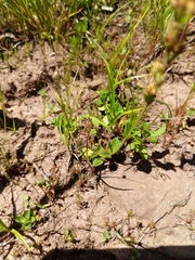 Veronica serpyllifolia serpyllifolia