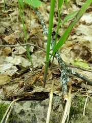 Melica smithii
