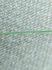 Melica smithii