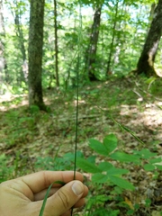 Melica smithii
