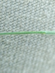 Melica smithii