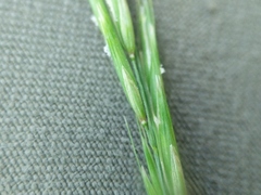 Melica smithii