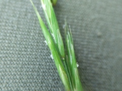 Melica smithii