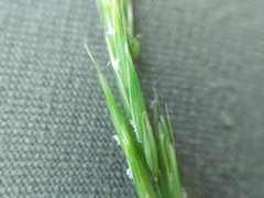 Melica smithii